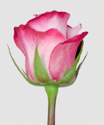 Розовые эквадорские розы поштучно