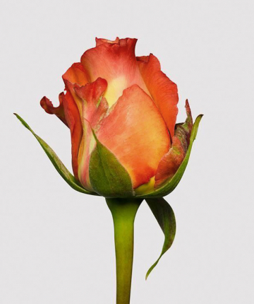 Оранжевые эквадорские розы поштучно