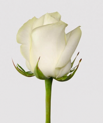 Белые эквадорские розы поштучно