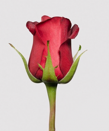 Красные эквадорские розы поштучно