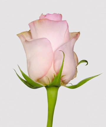 Светло-розовые эквадорские розы поштучно