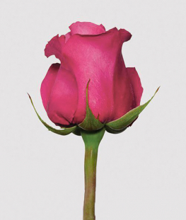 Ярко-розовые эквадорские розы поштучно