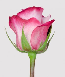 Розовые эквадорские розы поштучно