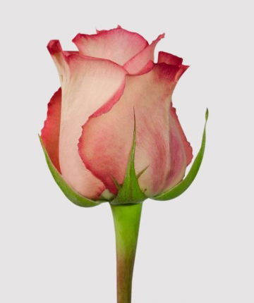 Коралловые эквадорские розы поштучно