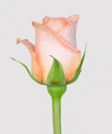 Персиковые эквадорские розы поштучно