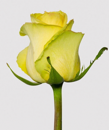 Желтые эквадорские розы поштучно