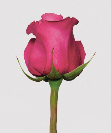 Ярко-розовые эквадорские розы поштучно